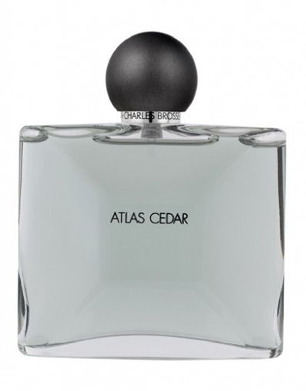Collection Homme/Atlas Cedar