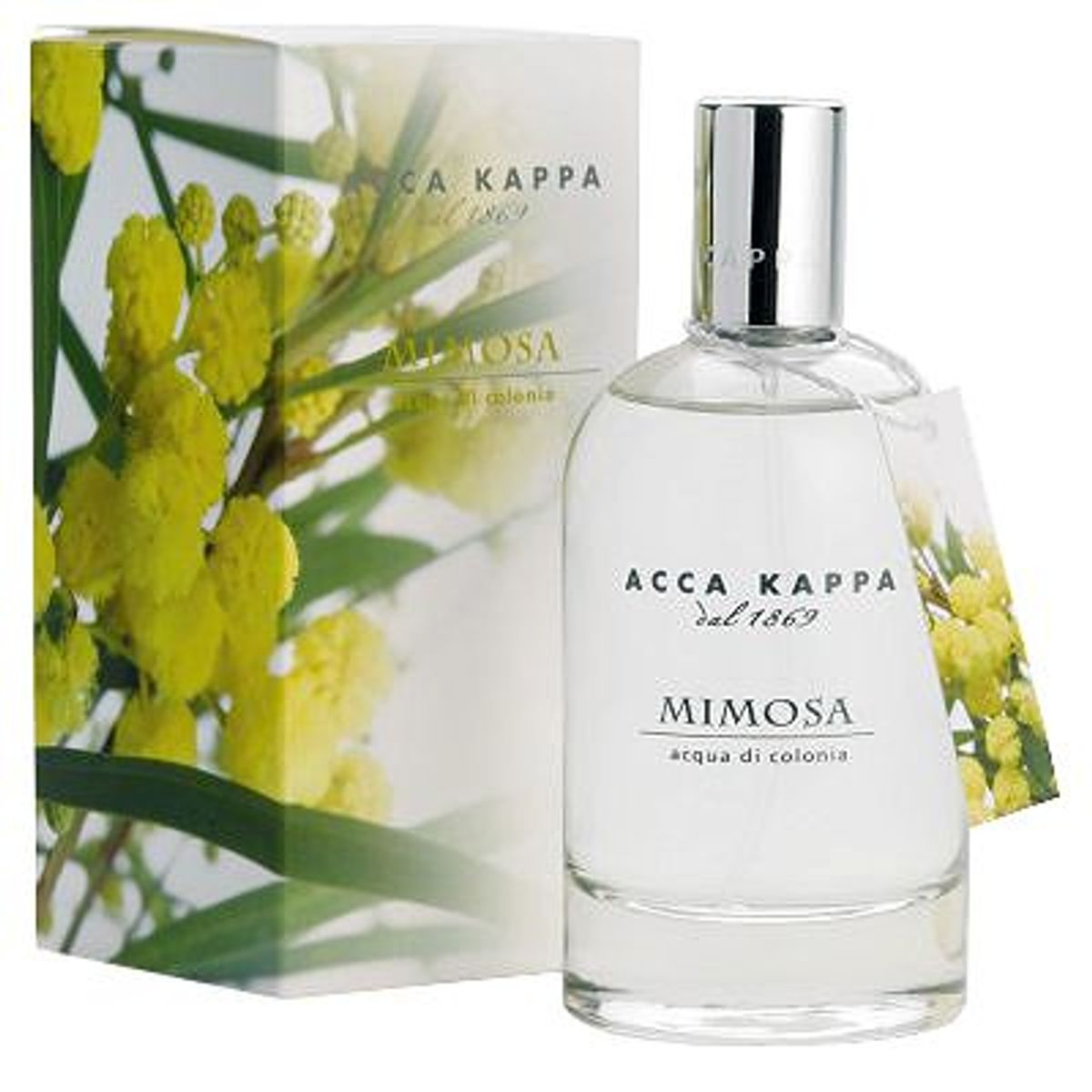 Mimosa