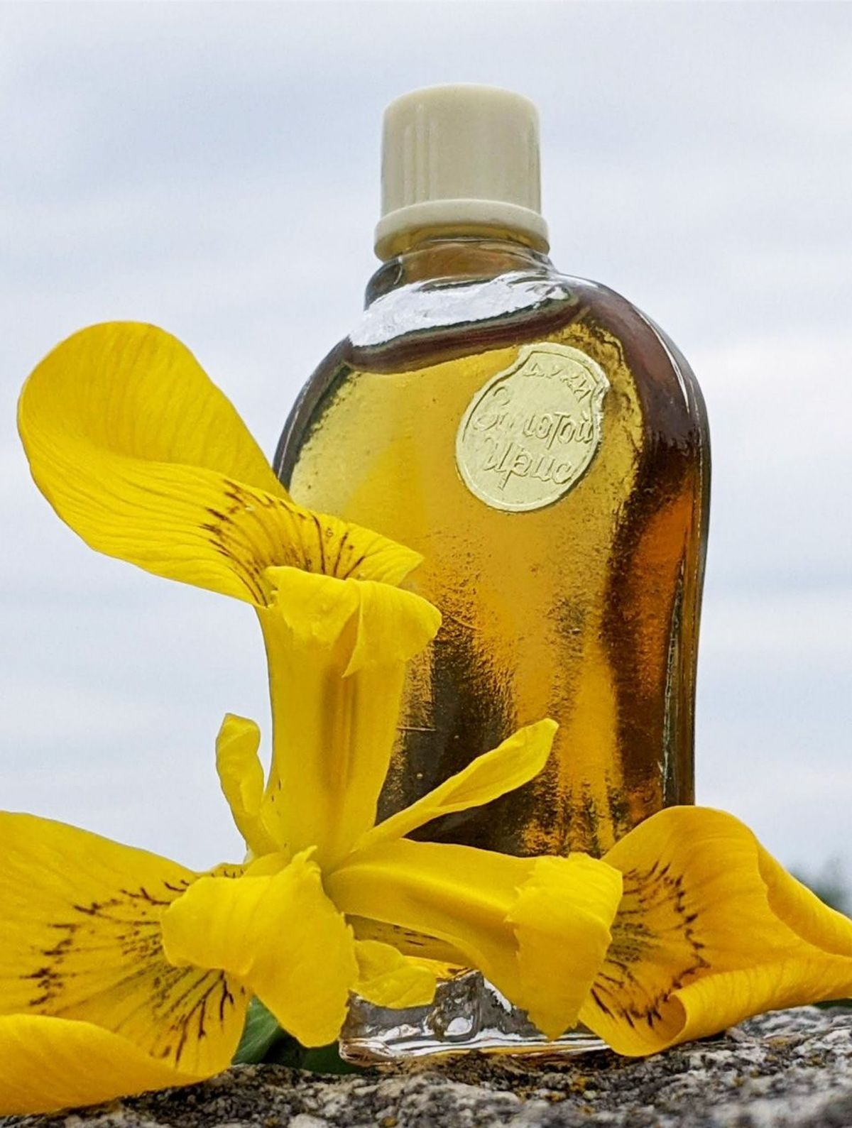 Золотой ирис - Golden iris