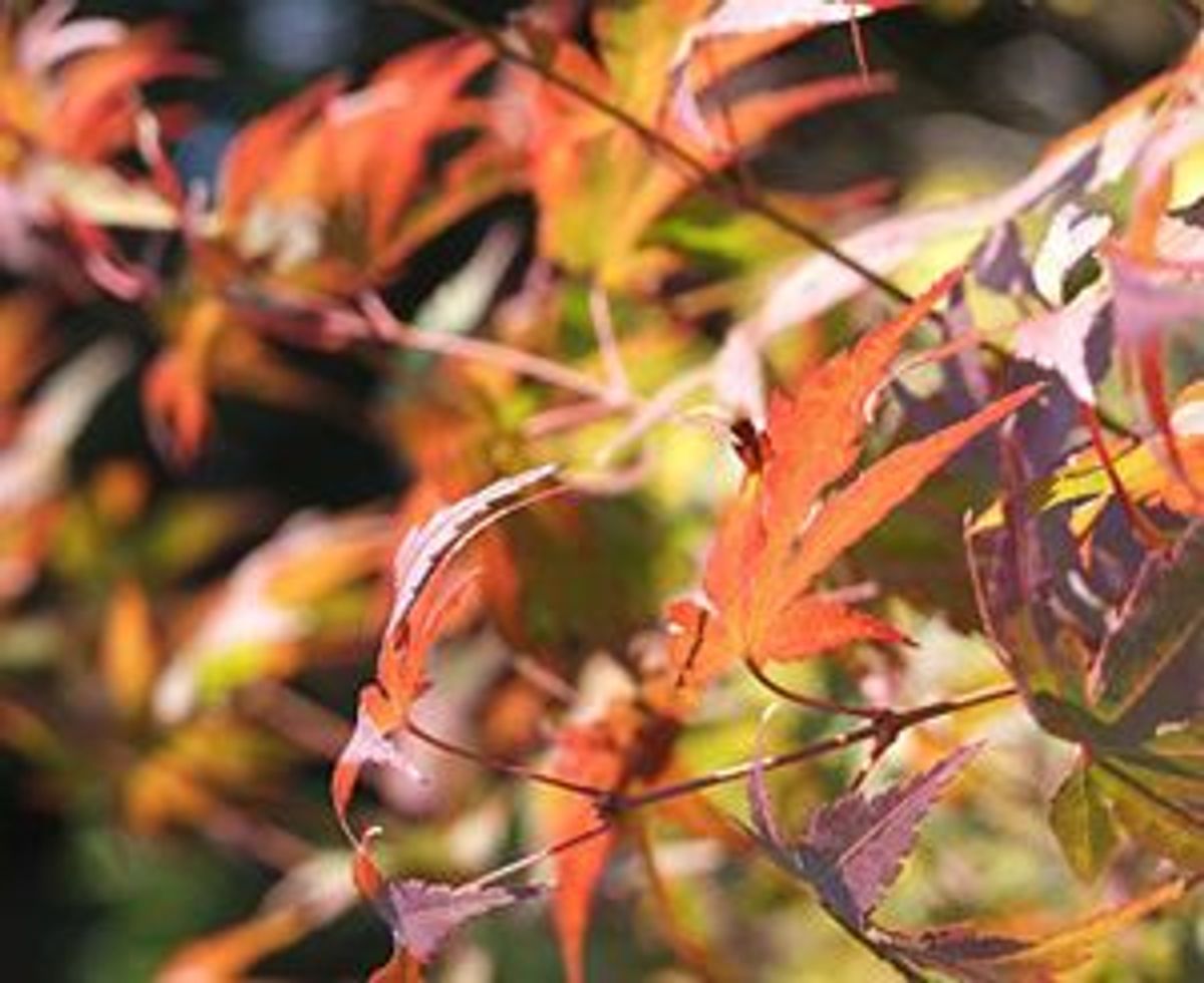 Autumn