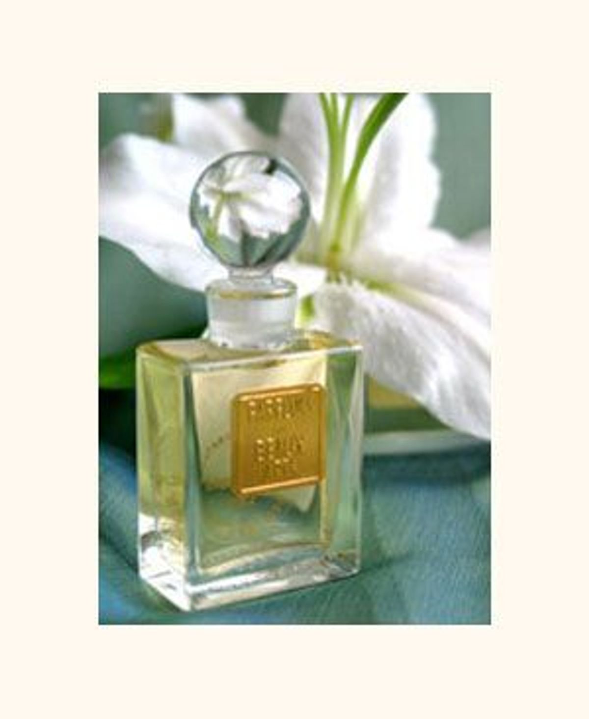 Madonna Lily