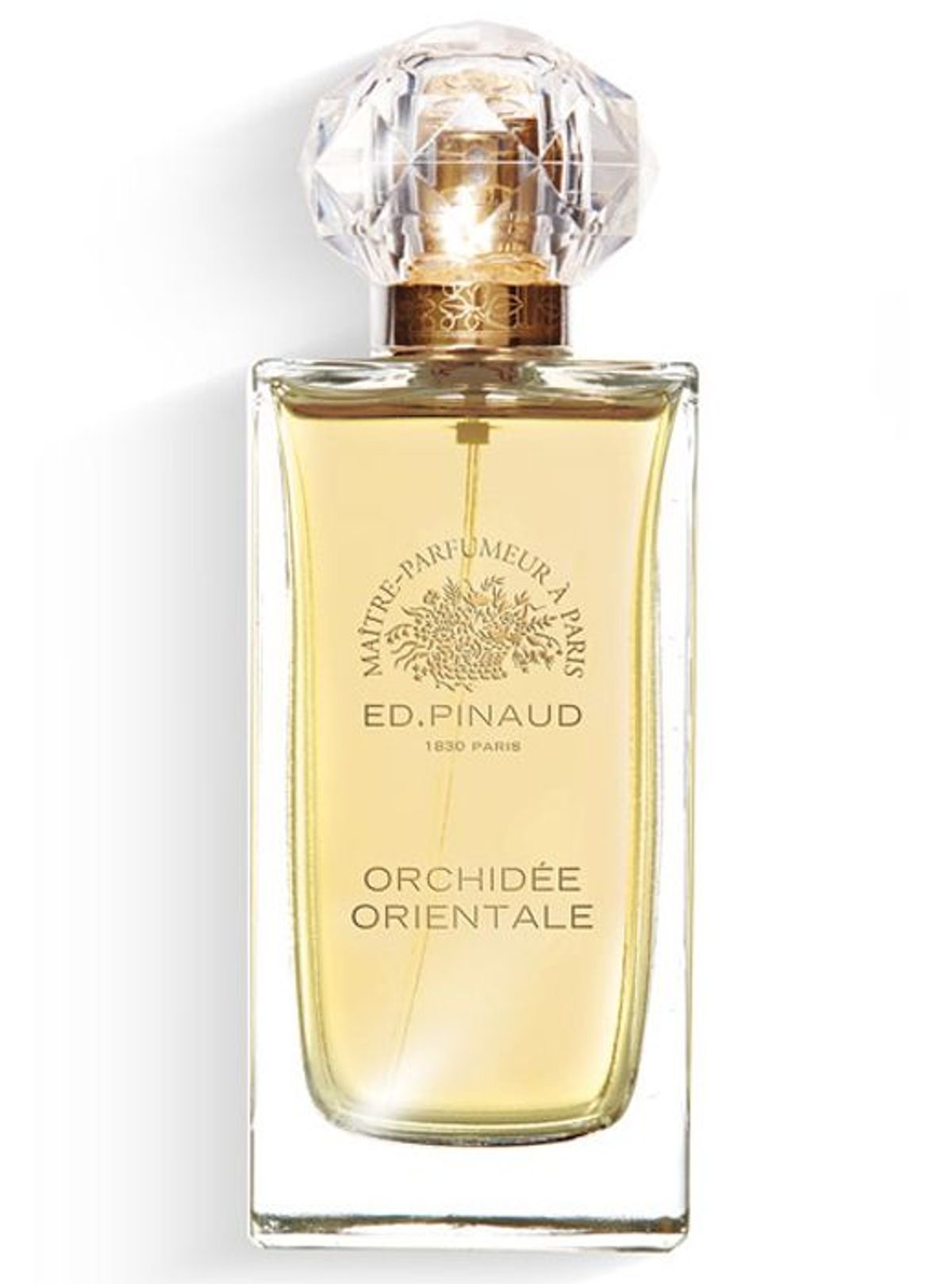 Orchidée Orientale