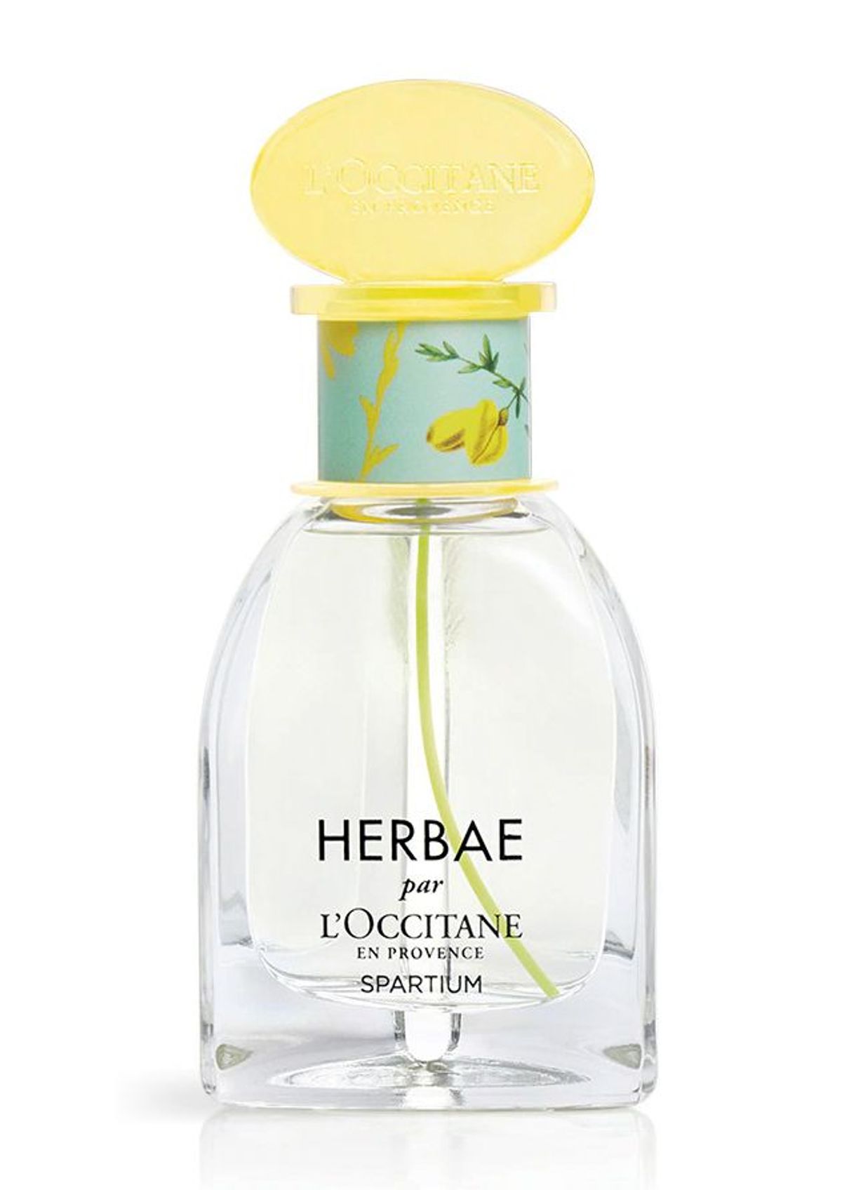 Herbae Spartium