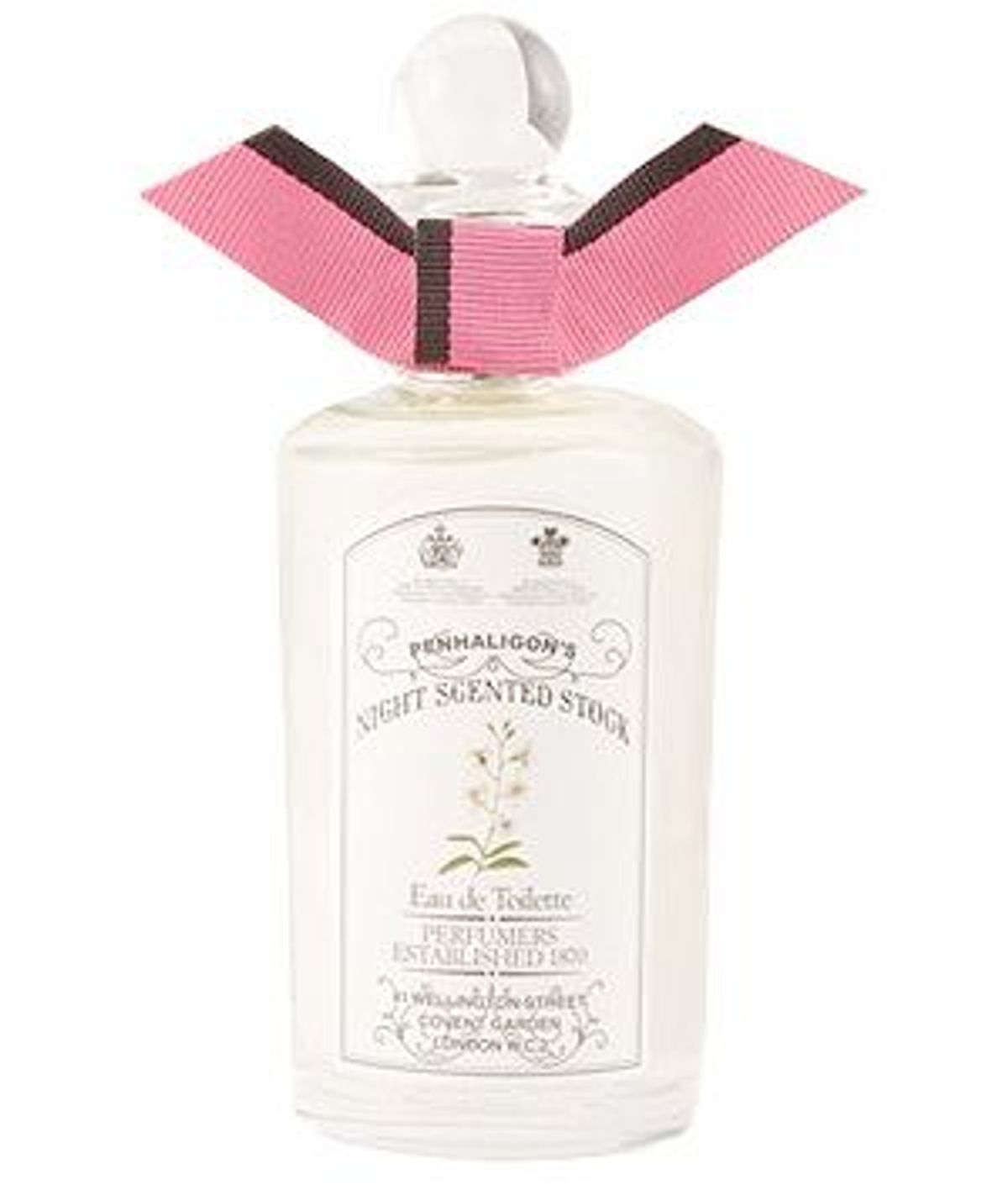 Night Scented Stock