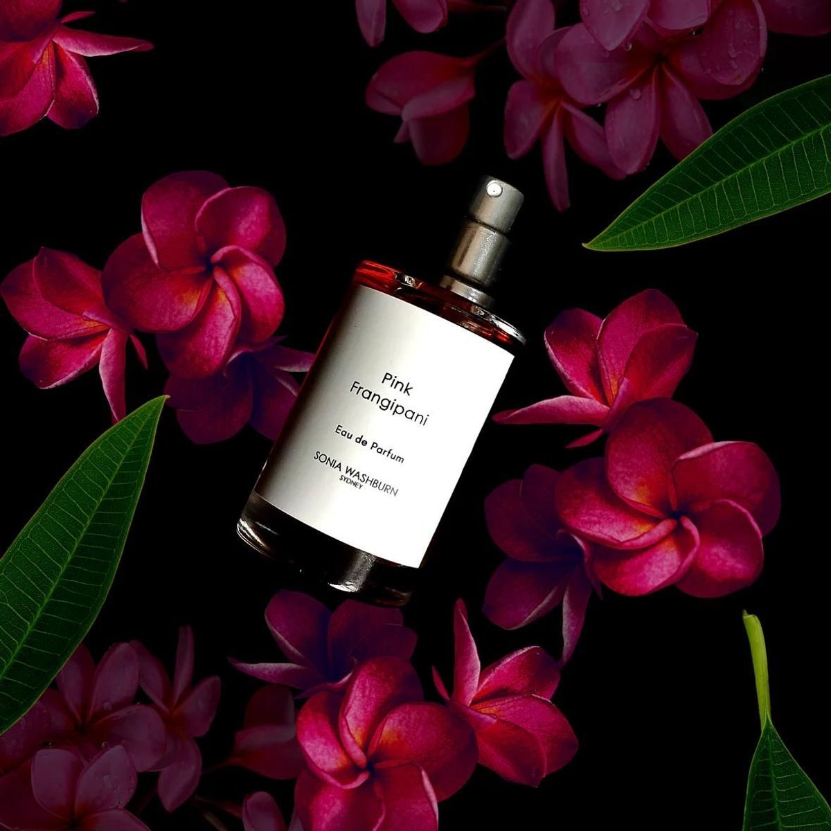 Pink Frangipani