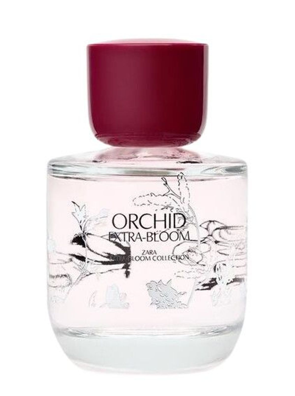 Orchid Extra-Bloom
