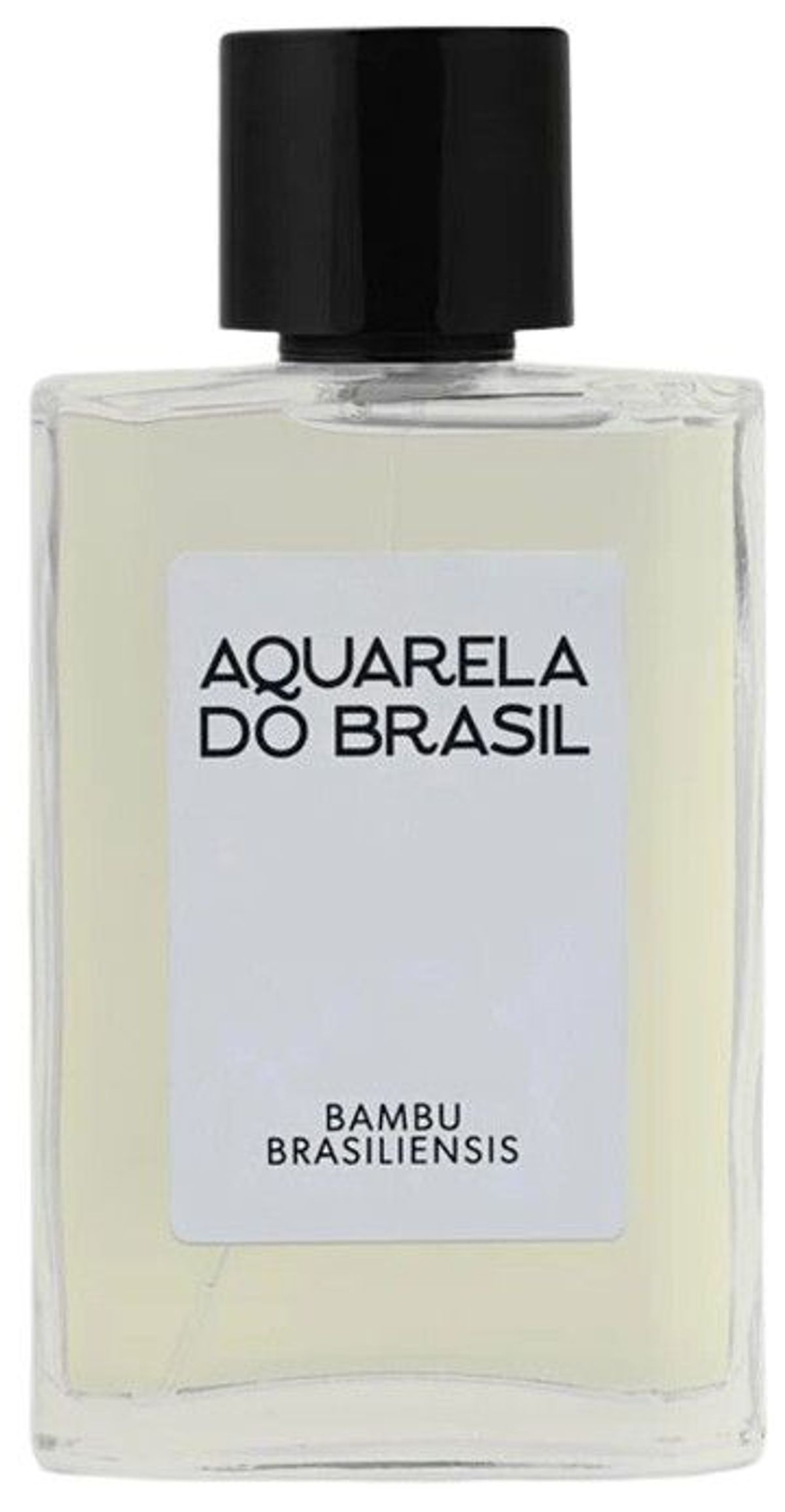 Bambu Brasiliensis