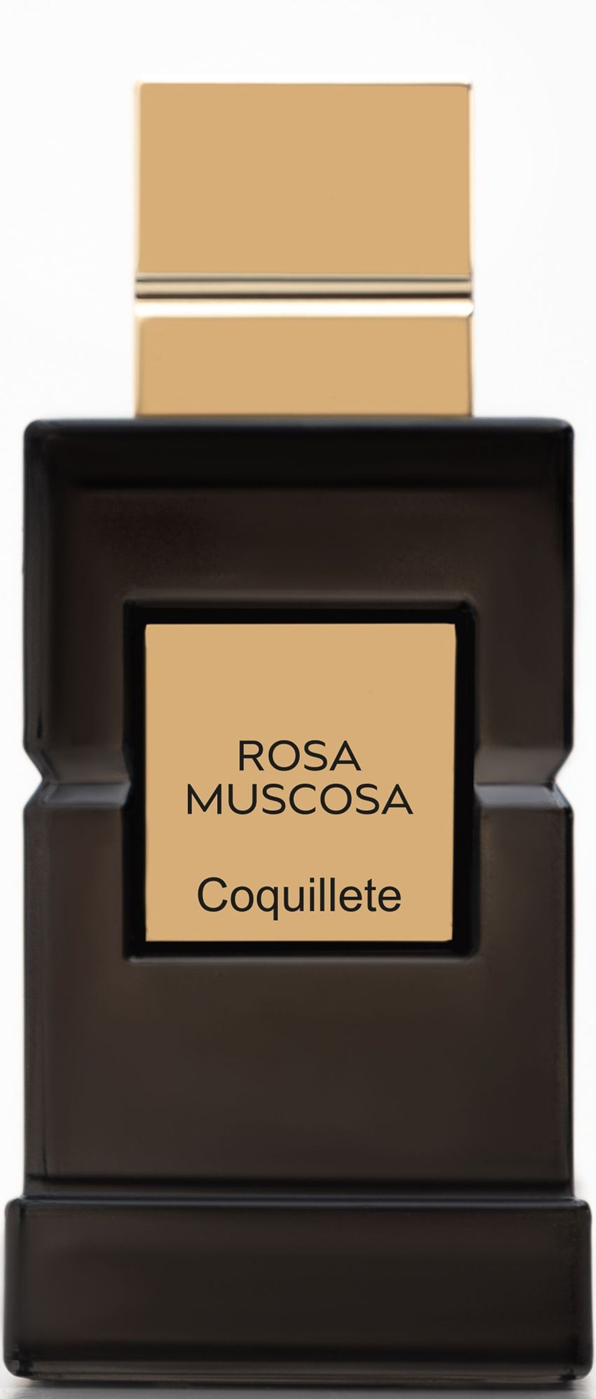 Rosa Muscosa
