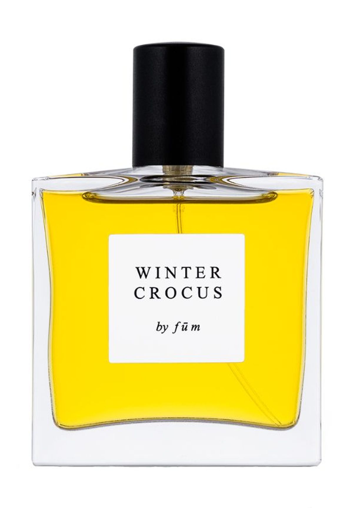 Winter crocus