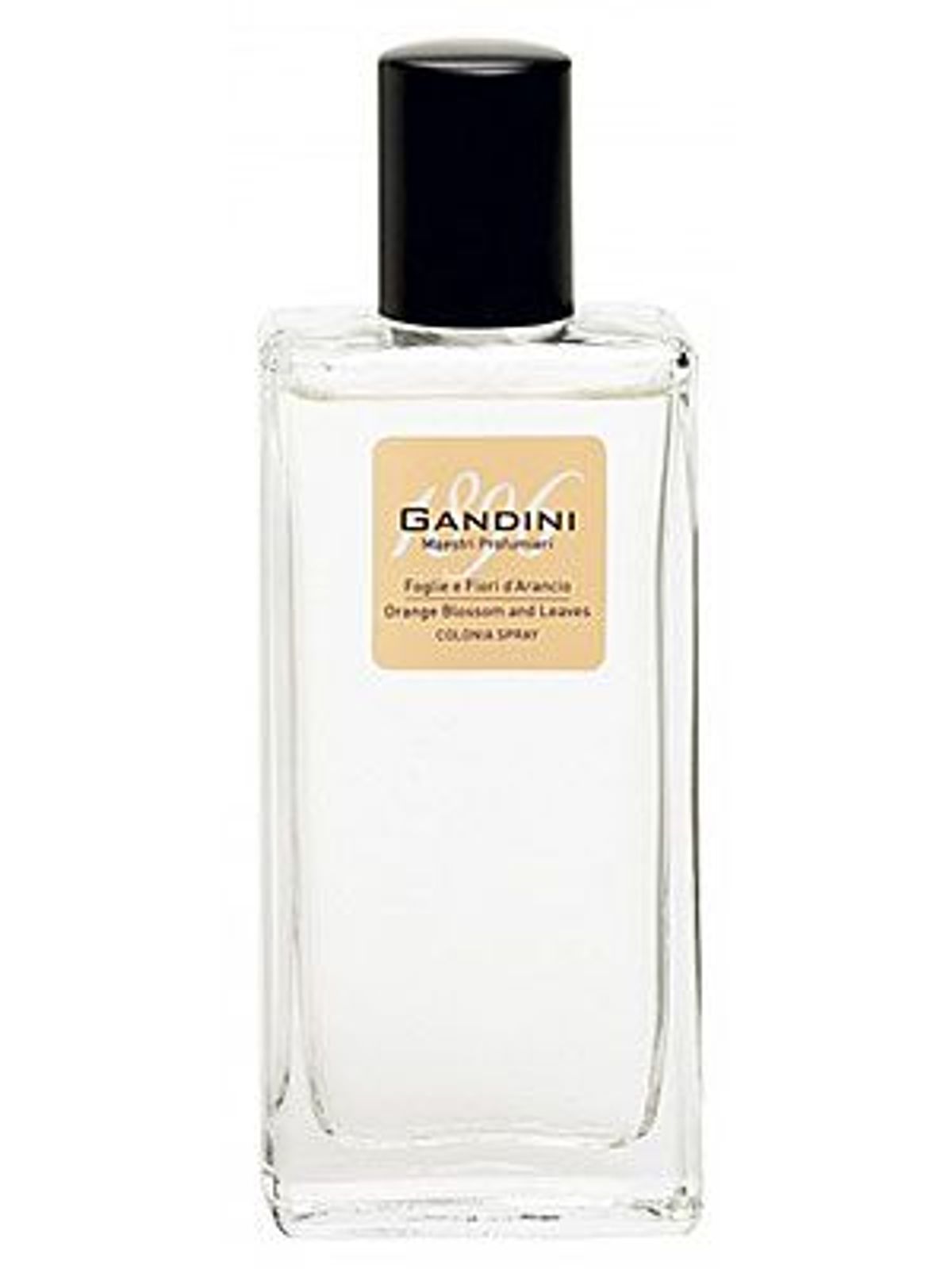 Orange Blossom and Leaf