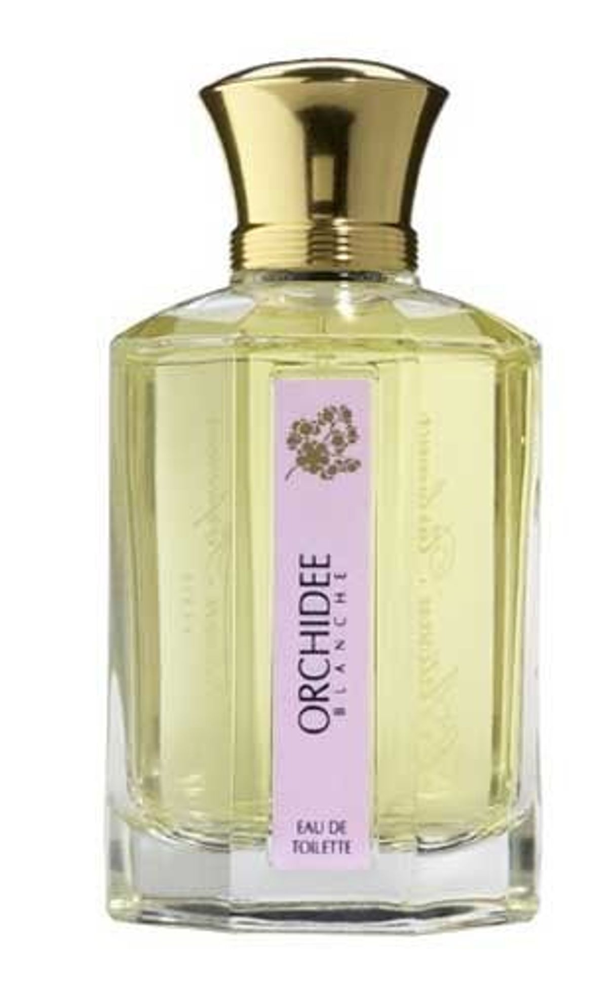 Orchidee Blanche