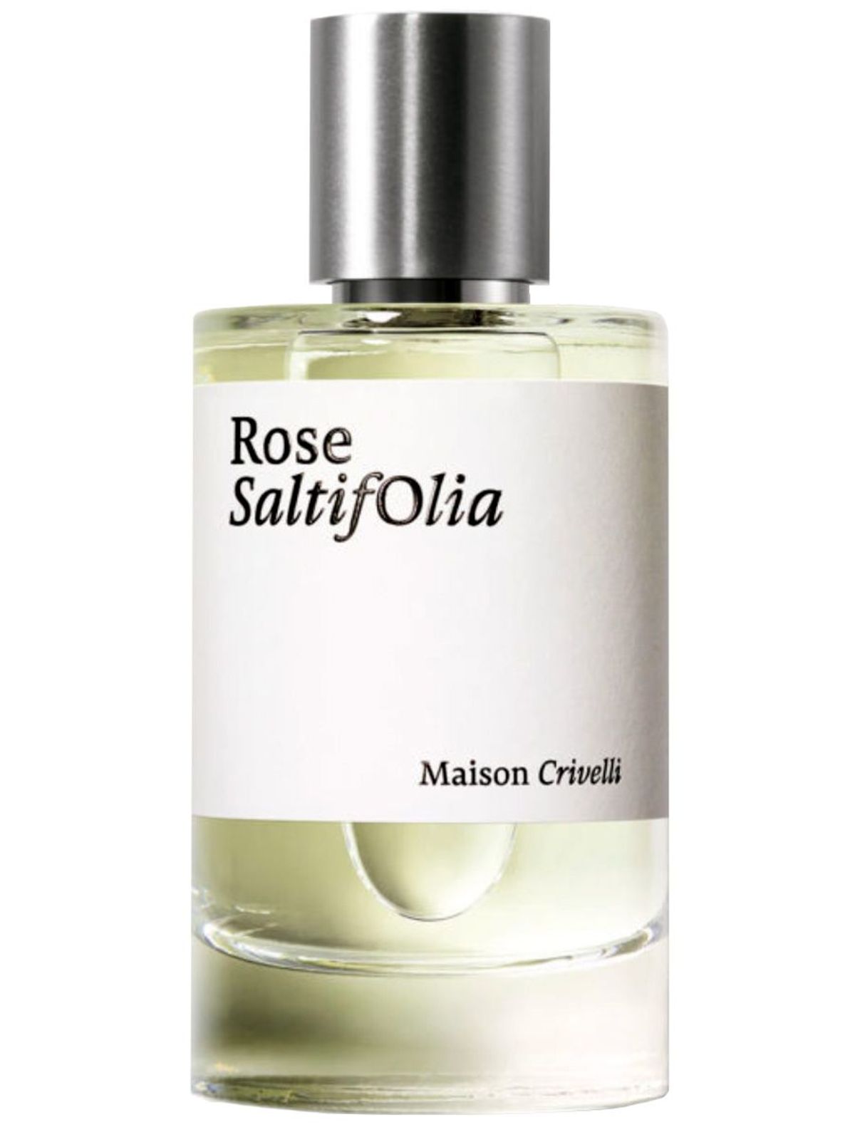 Rose SaltifOlia