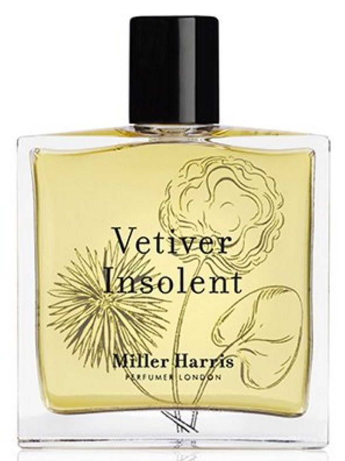 Vetiver Insolent