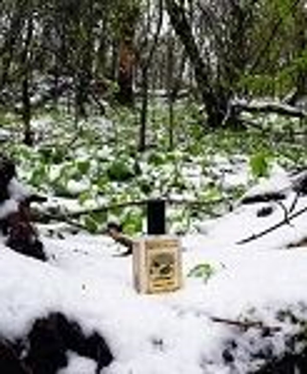 Snowmint Mallow
