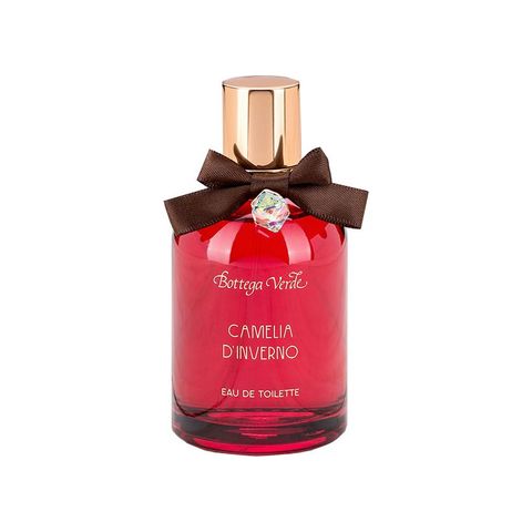 Camelia d'Inverno