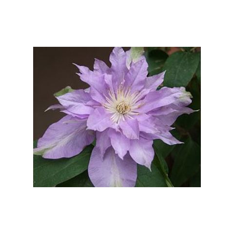 Fleur De Lilac