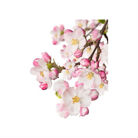 Japanese Garden CVS Essence of Beauty