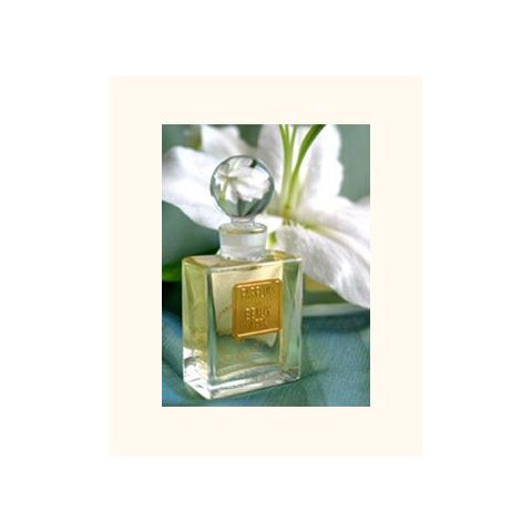 Madonna Lily