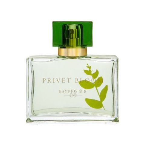 Privet Bloom