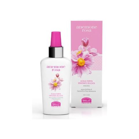 Anemone Rosa