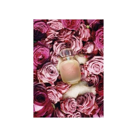 Une Folie de Rose