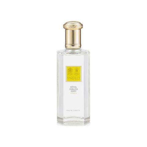 Royal English Daisy