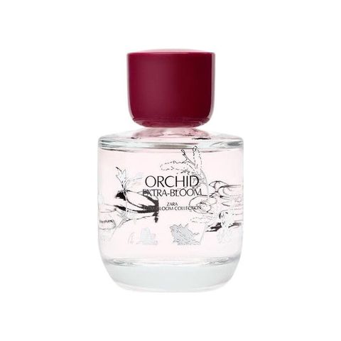 Orchid Extra-Bloom