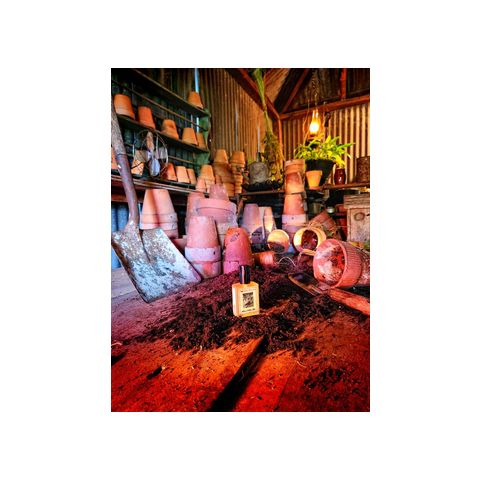 Wilcox's Potting Shed